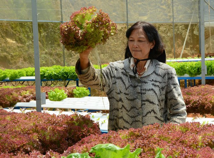 Ưu điểm khác của mô hình mà bà Cúc đang làm là tỷ lệ hư hao rất ít, gần như lá nào cũng dùng được do khâu bảo quản tốt và tuyệt nhiên không bị lấm đất.