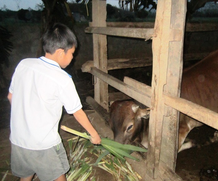 Ngoài đi học hàng ngày cháu Tuấn phải đi chăn bò giúp gia đình.