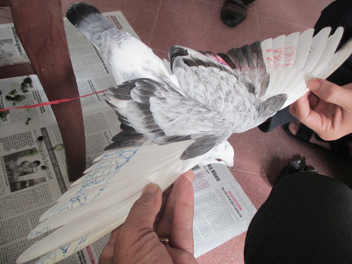 Một con chim bồ câu có ký tự lạ, chân đeo vòng kiềng do người dân bắt giữ được