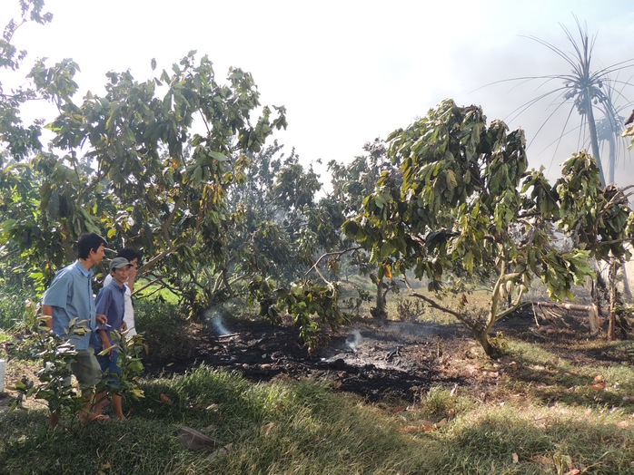 Vườn cây ăn trái của các hộ dân trong khu vực bị lửa táp héo khô
