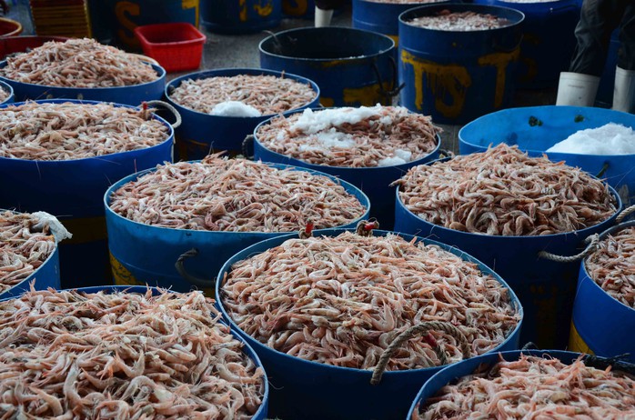 Những thùng tôm biển mới được đưa từ tàu lên chuẩn bị ướp đá