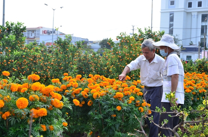 Hoa vạn thọ giá 350 ngàn đồng/ 1 cặp