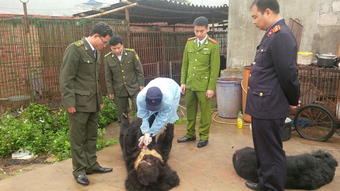 khám nghiệm làm rõ nguyên nhân gấu chết tại 1 cơ sở nuôi