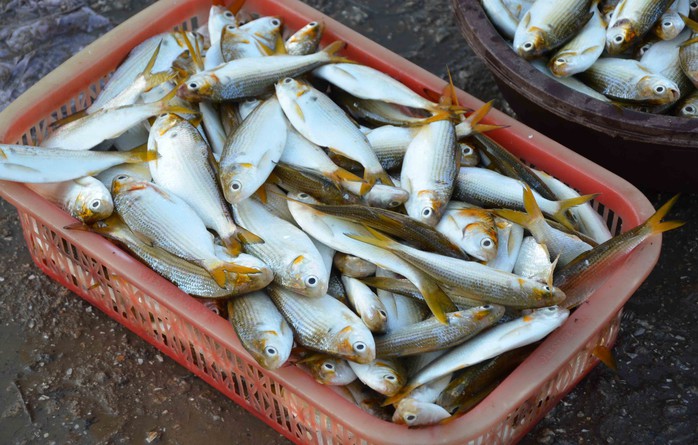 Cá mòi tươi rói