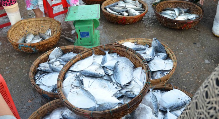 Những rổ cá bánh lái mới được bủa lưới
