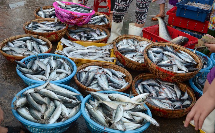 Cá nục suông, cá nục đuôi đỏ có giá tại cảng chỉ 25 ngàn/1 kg