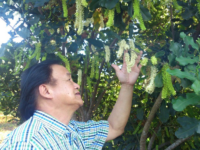 GS Nguyễn Lân Hùng tham quan một vườn cây mắc ca ở tỉnh Đắk Lắk