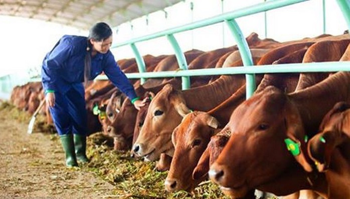 Nuôi bò là một trong những mảng kinh doanh chính của HAGL Agrico. Ảnh: Ng.Ánh Nuôi bò là một trong những mảng kinh doanh chính của HAGL Agrico. Ảnh: Ng.Ánh
