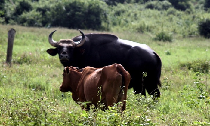 Bò tót đực bỏ đàn về làng sống với bò nhà vì “si tình”