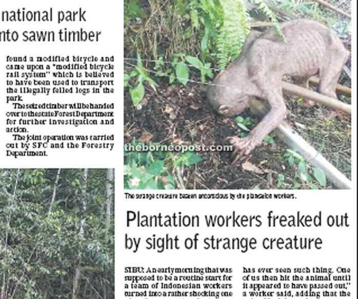 Các công nhân đã hoảng hốt khi phát hiện sinh vật kỳ lạ. Ảnh: Borneo Post