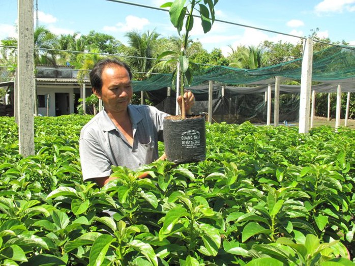 Bơ giống được rất nhiều nông dân chọn mua - Ảnh: Thanh Tú Bơ giống được rất nhiều nông dân chọn mua - Ảnh: Thanh Tú