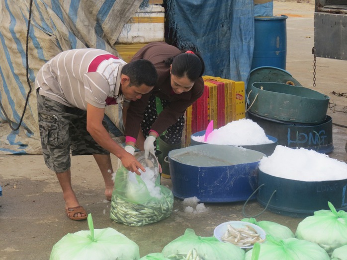 Thu mua cá nục tại bến cá Mỹ Á, xã Phổ Quang