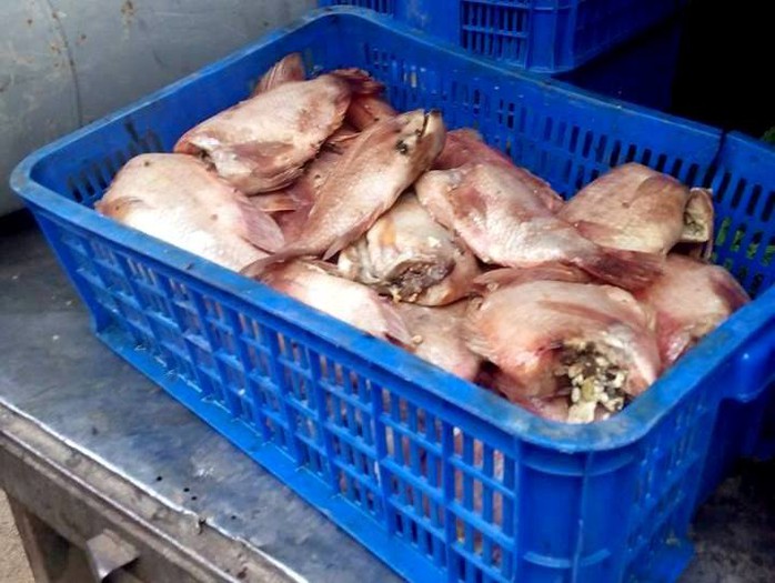 Cá diêu hồng bị biến sắc, có mùi hôi trên xe tải đỗ trước bếp ăn của trường tiểu học Long Bình