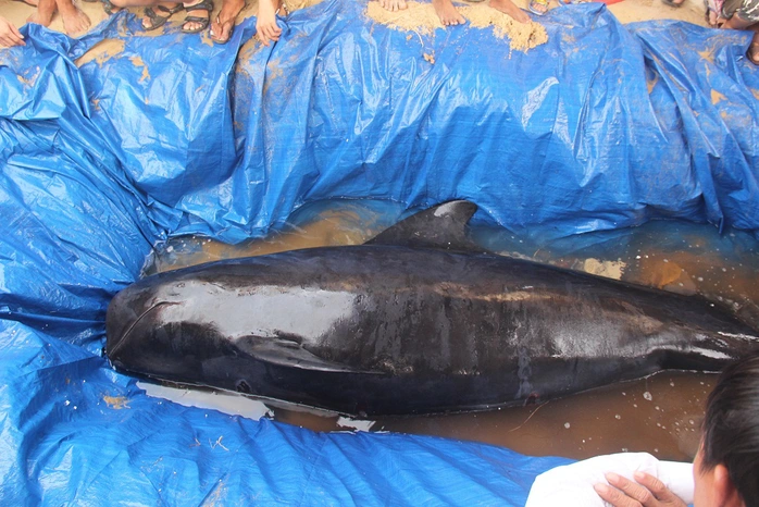 Theo người dân, trọng lượng cá voi khoảng chừng 300 kg Ảnh: CTV
