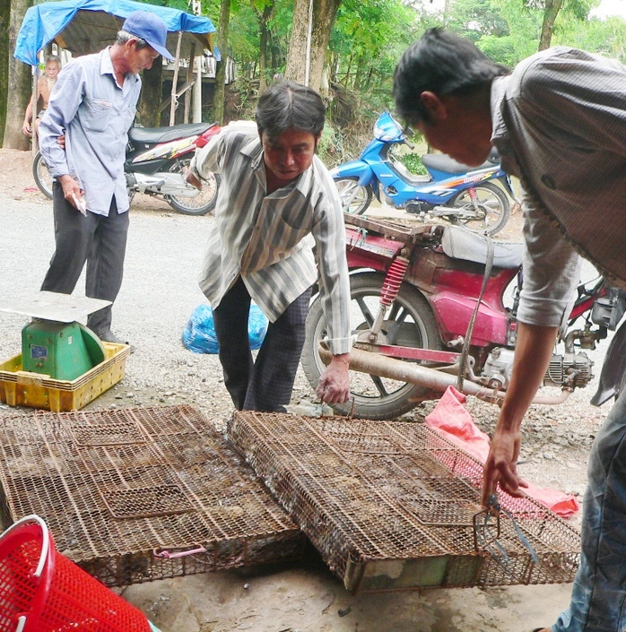 Các thương lái đang đi thu gop chuột đồng khắp nơi