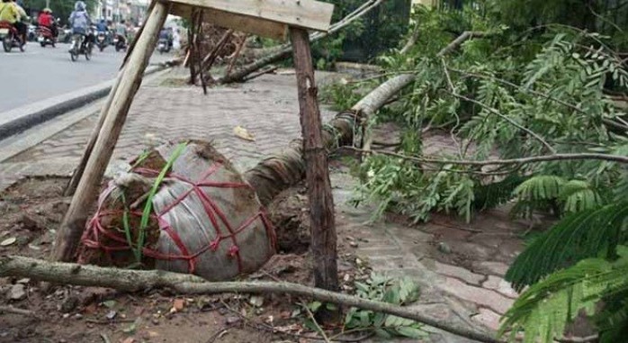 Những gốc cây còn nguyên bọc nilon vẫn được trồng ở nhiều tuyến đường. Ảnh: Hà Phan 