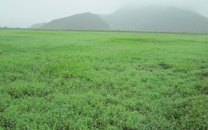 Cánh đồng bỏ hoang cho cỏ mọc ở xã Thiệu Giao, huyện Thiệu Hóa, tỉnh Thanh Hóa Ảnh: TUẤN MINH