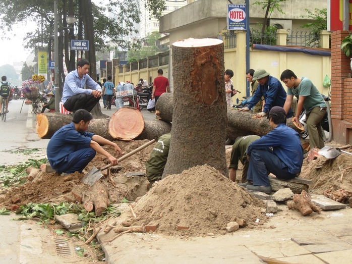 Một cây xanh còn rất tươi tốt, cao hàng chục m và phủ bóng mát rộng cho đường phố Nguyễn Chí Thanh bị chặt hạ ngày 19-3 - Ảnh: Nguyễn Hưởng