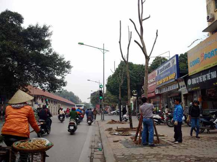 Hàng cây xanh trước đây trên đường Nguyễn Thái Học đã được chặt đi để thay thế bằng cây lát hoa - Ảnh: Nguyễn Hưởng