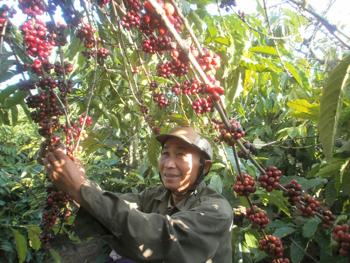 Hiệp định Thương mại tự do giữa Việt Nam và Liên minh kinh tế Á - Âu được ký kết sẽ tạo điều kiện thuận lợi cho xuất khẩu mặt hàng cà phê Việt Nam Ảnh: Cao Nguyên