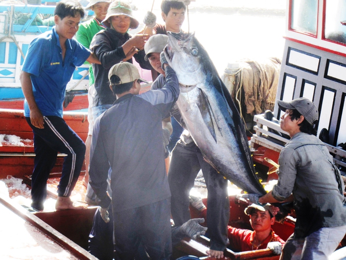 Nghề câu cá ngừ đại dương miền Trung hy vọng thay đổi khi Nhật Bản xây dựng nhà máy tại tỉnh Phú Yên