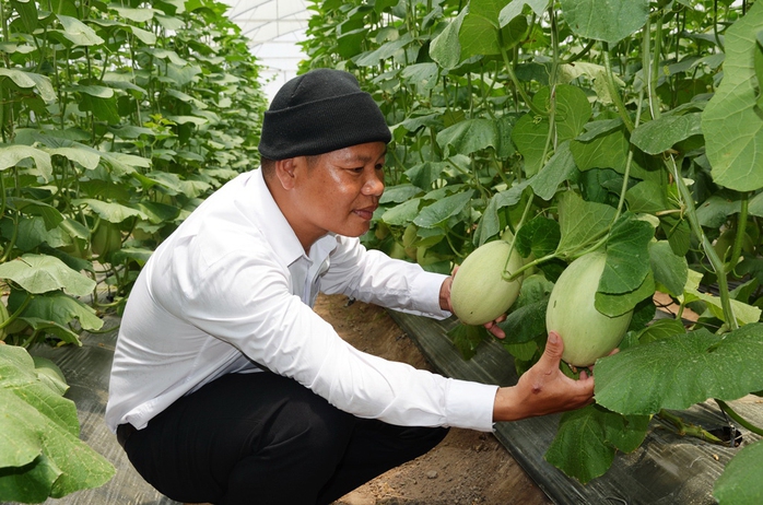 Anh Nguyễn Văn Quán đang theo dõi quá trình tăng trưởng của dưa lưới