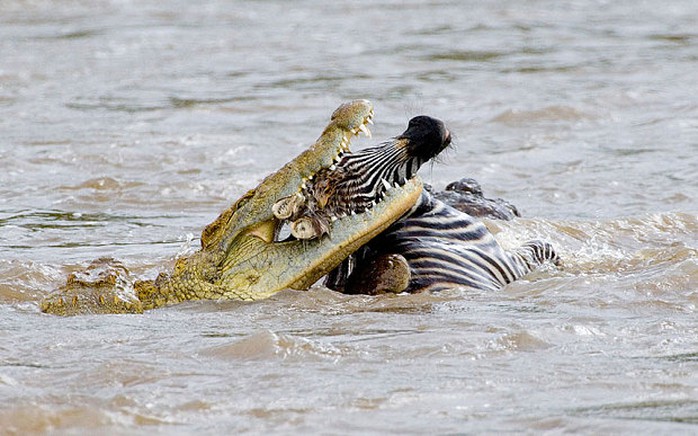 Cá sấu ăn thịt một con ngựa vằn. Ảnh:Alamy