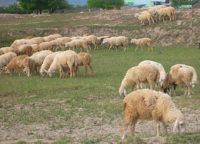 Những vạt cỏ non xanh mướt, mọc lên sau mưa là “bữa tiệc thịnh soạn” cho dê cừu, sau nhiều tháng vất vưởng vì thiếu ăn.