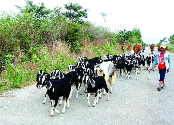 ê Ninh Thuận chủ yếu được chăn thả trên núi hoặc đồng đất, thung lũng rộng thênh thang nên tha hồ chạy nhảy, leo trèo