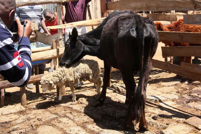 Con bò ăn thịt cừu tại trang trại ở Kenya. Ảnh: Daily Nation