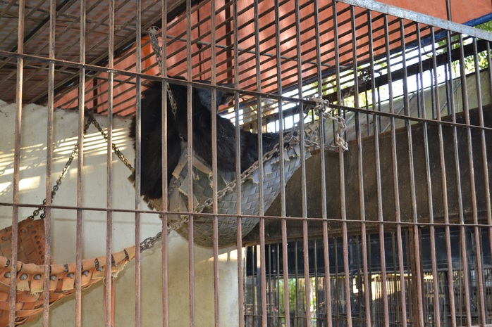 Một chú gấu đang được chữa bệnh để trả về với tự nhiên say sưa ngủ trong chuồng