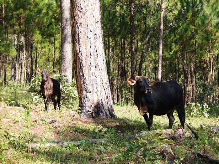 Những chú bò ngơ ngác giữa rừng thông