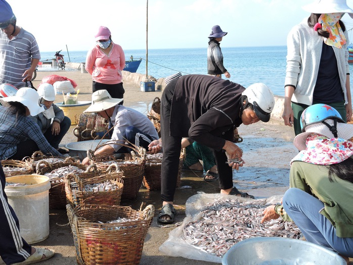Ngư dân chuyển cá cơm than lên bờ bán cho tư thương.