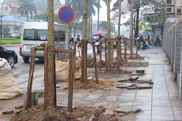 Thanh tra TP Hà Nội kết luận cây trồng trên đường Nguyễn Chí Thanh là cây mỡ Ảnh:NGUYỄN HƯỞNG