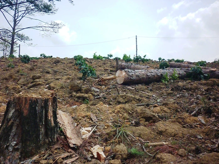 Một cánh rừng thông ở Lâm Đồng bị tàn phá do các đối tượng “ken cây” và đổ hóa chất
