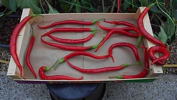 Quả ớt cay Cayenne có chiều dài khoảng 25-30cm. Quả ớt cay Cayenne có chiều dài khoảng 25-30cm.