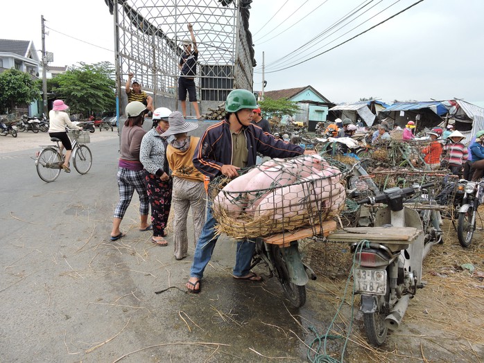 Từ đây, heo được chở đến các phiên chợ trong và ngoài tỉnh