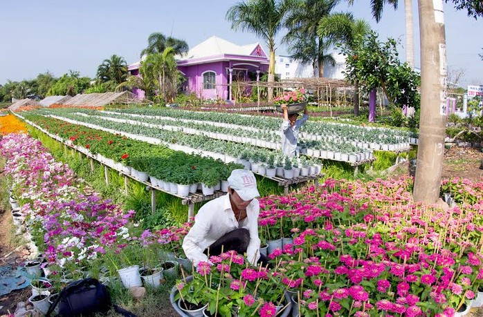 Các loại hoa đua nhau khoe sắc ở làng hoa Sa Nhiên, Se Đéc, tỉnh Đồng Tháp