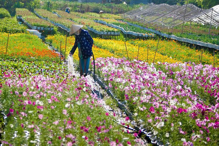 Nông dân làng hoa Sa Nhiên, Sa Đéc, tỉnh Đồng Tháp tẩn mẩn chăm sóc hoa cho lễ hội ẢNH: