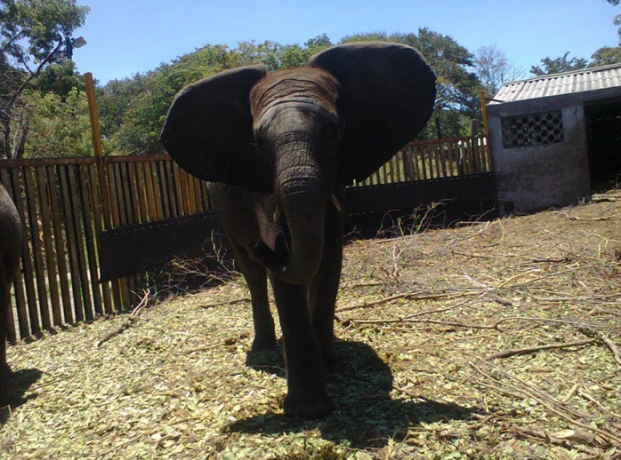 Một chú voi ở Vườn quốc gia Hwange (Zimbabwe). Ảnh: Elephants DC