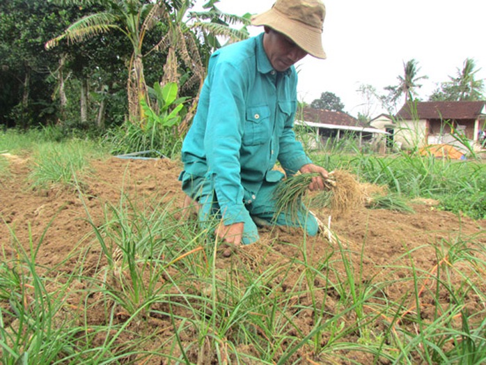 Thu hoạch kiệu bán Tết.