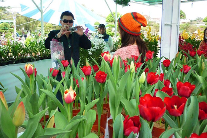 Đà Lạt cũng trồng được hoa tulip