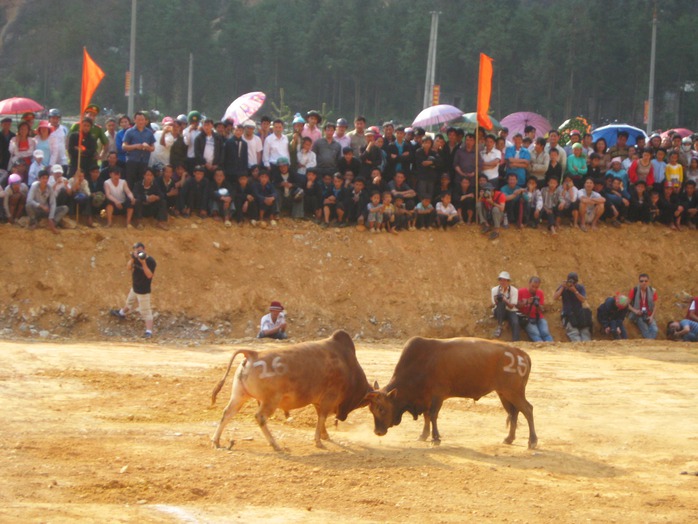 Lễ hội chọi bò tưng bừng ở Mèo Vạc