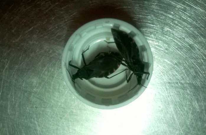 Những con bọ xít hút máu được người dân phát hiện tại Phường 1, quận Gò Vấp. - Ảnh: NVCC