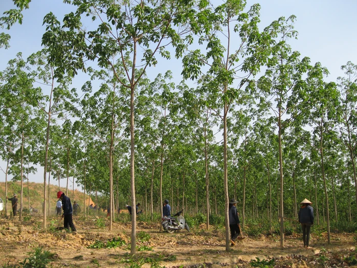 Một diện tích chuyển đổi rừng nghèo sang trồng cao su tại huyện Chư Prông - Ảnh C.B