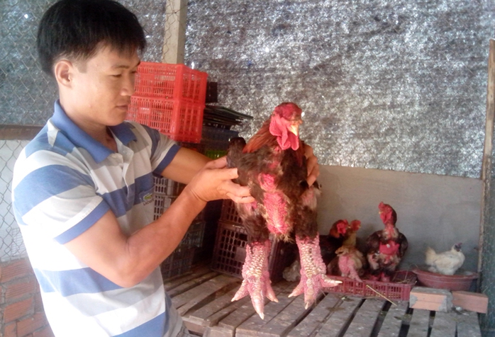 Anh Trần Văn Toản bên con gà “chân khủng” nuôi tại Cần Thơ. Anh Trần Văn Toản bên con gà “chân khủng” nuôi tại Cần Thơ.