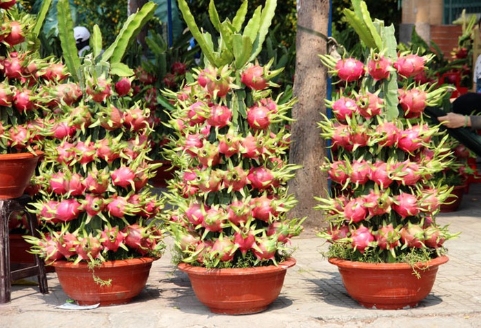 Chậu thanh long có giá 4 triệu đồng