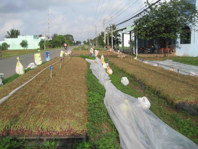 Hành giống sau khi phơi có giá 20.000 đồng/kg