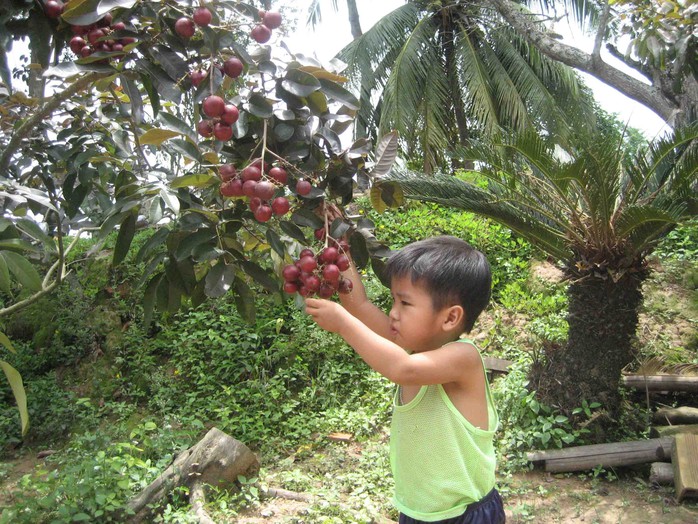 Sau 3 năm trồng sẽ cho thu hoạch rộ với những trái nhãn màu tím trông rất đẹp mặt