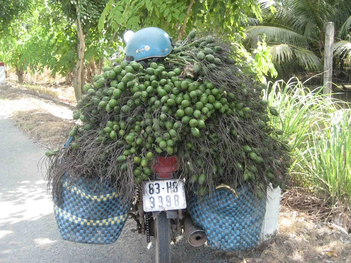 Thương lái đang săn lùng thu mua cau tươi loại già